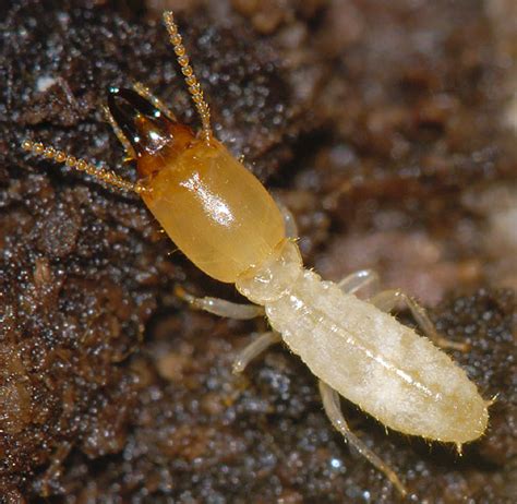 Soldier termites. Things To Know About Soldier termites. 